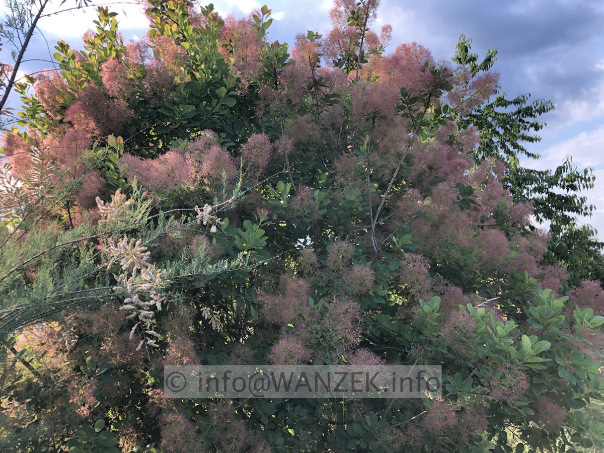 Cotinus coggygria Rubrifolius 03.JPG